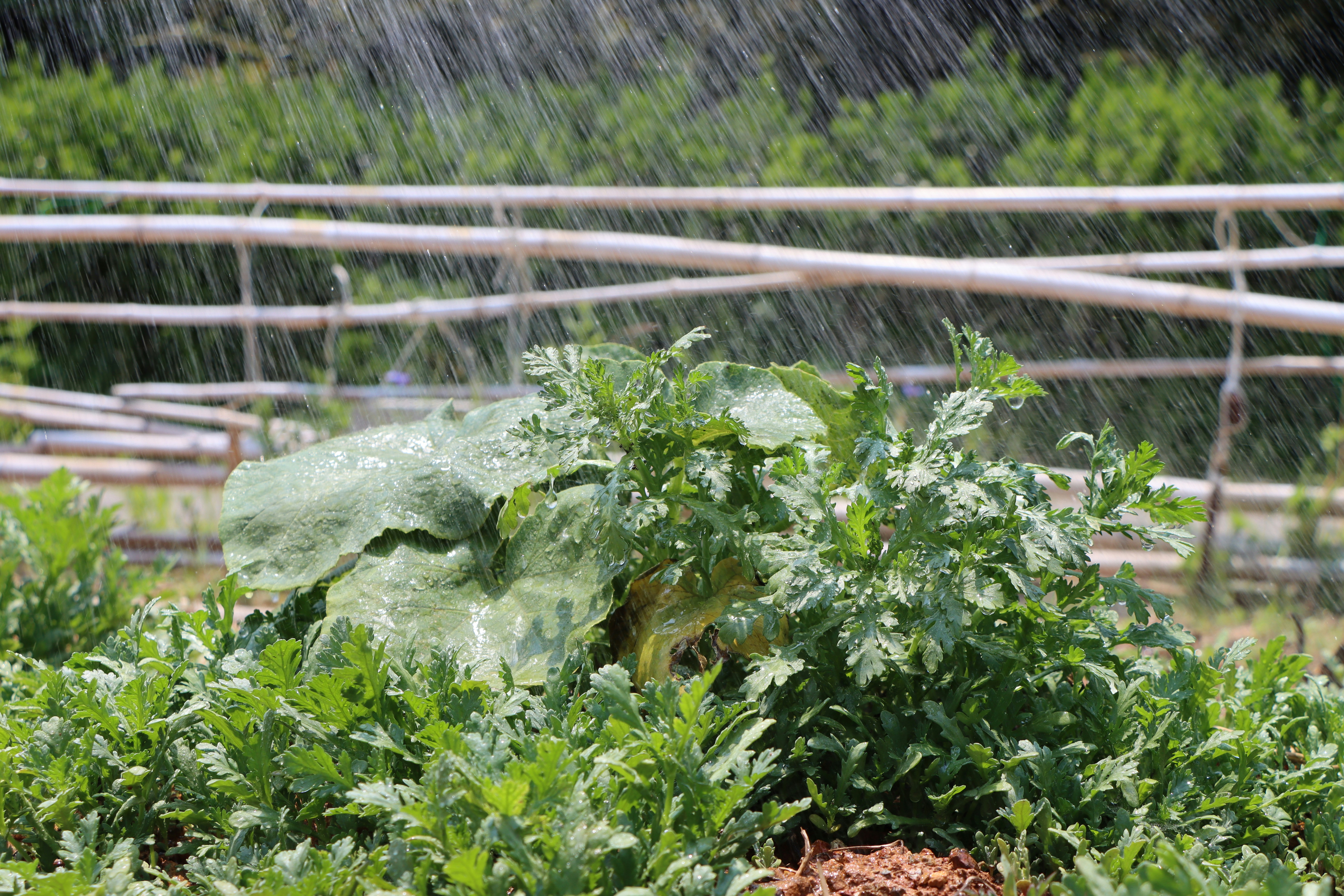 Recycled greywater offers a great solution for topping up the swimming pool.