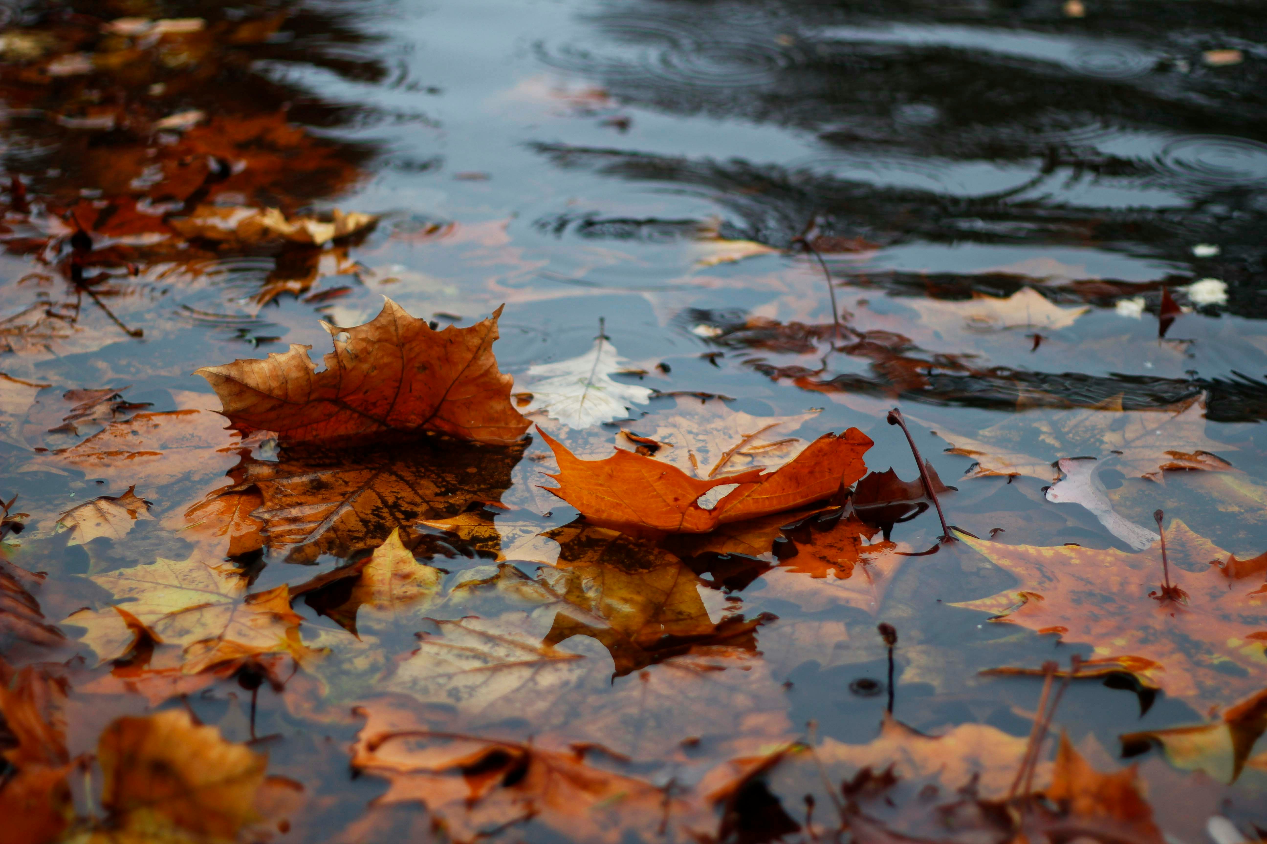 Did you know that Rainwater Harvesting can help you conserve water?